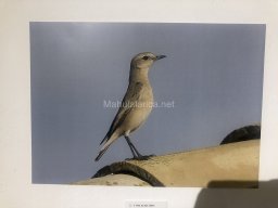 Exposición de aves de la comarca